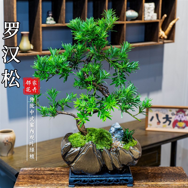 牵枝老桩造型罗汉松盆景室内好养盆栽绿植美观茶室客厅阳台