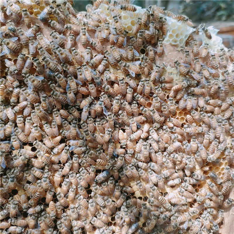蜜蜂蜂群中蜂蜂群带王阿坝蜂王蜜蜂活群带王 蜜蜂活群带王带箱