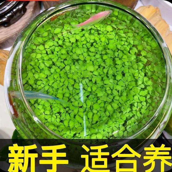包邮价水草泥陶粒砂沙鱼缸底砂水族造景套餐不浑水鱼缸底