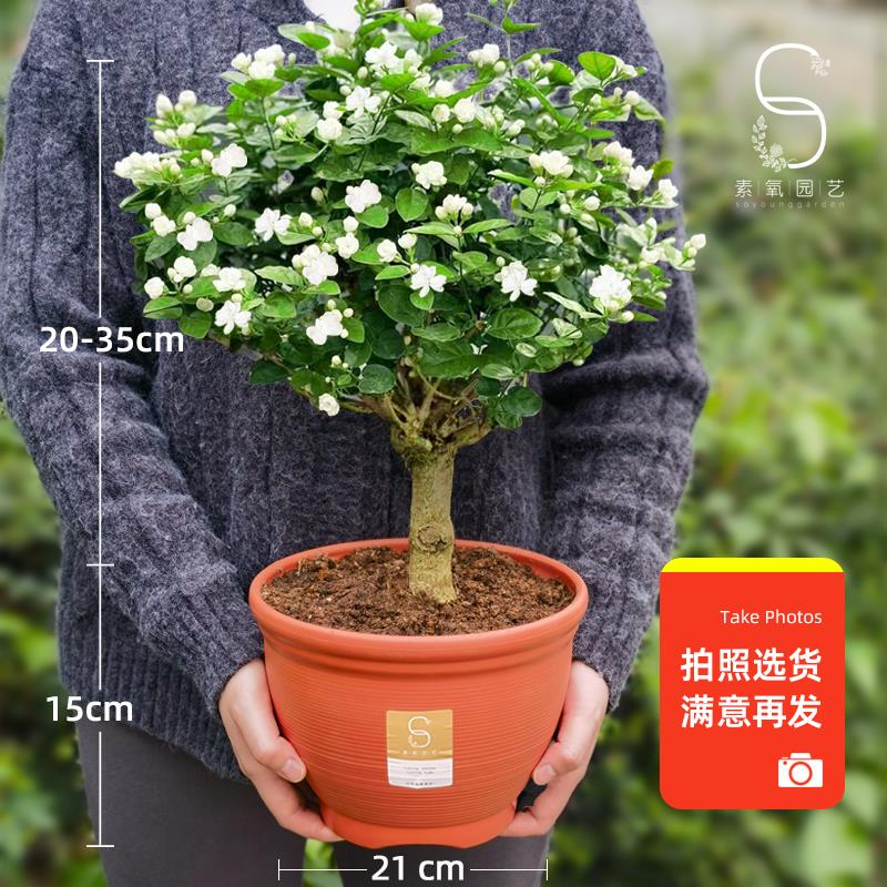 重瓣茉莉花老桩独杆栀子花盆栽绿植花卉茉莉花盆栽室内外阳台