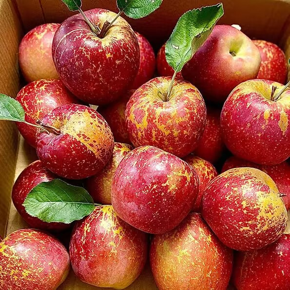 大凉山丑苹果9斤新鲜当季水果青盐源红富士冰糖心丑平果包邮