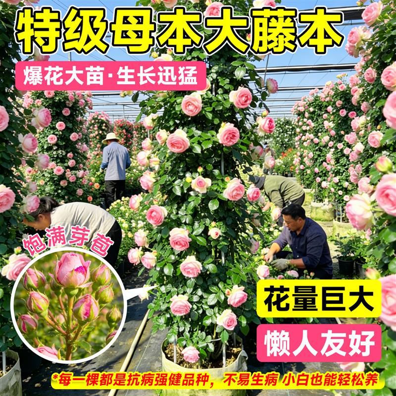 特大母本蔷薇花苗爬藤月季植物四季开花庭院爬墙藤本室外花卉盆栽