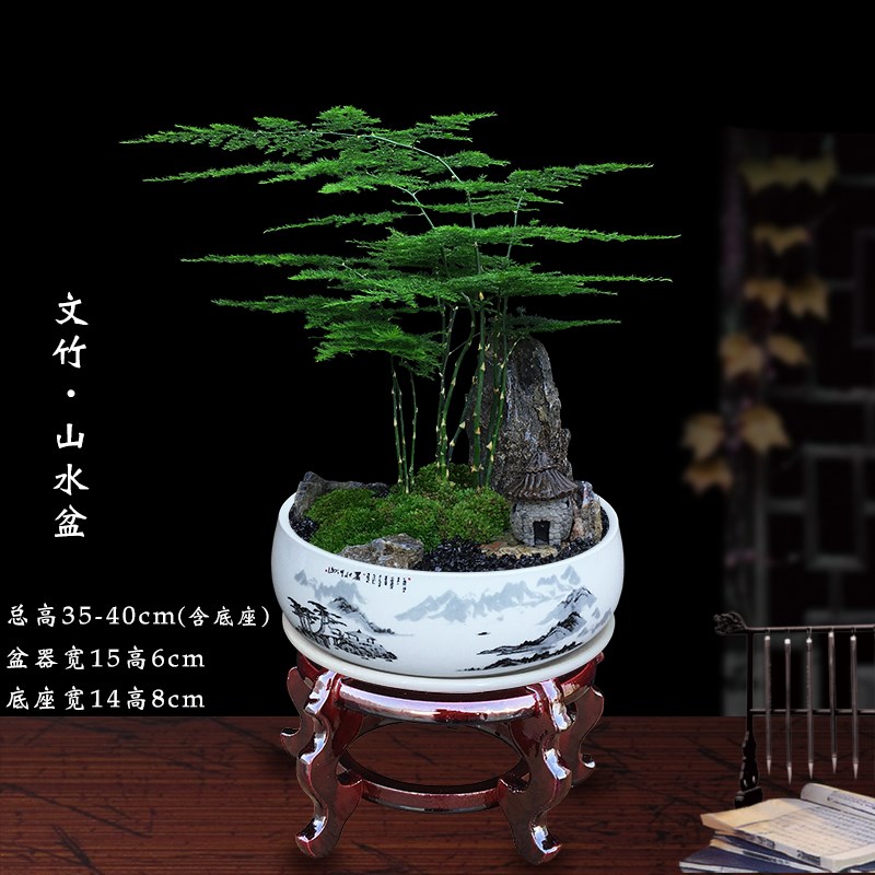 文竹盆栽四季常青办公室绿植室内花卉茶室桌面植物创意好养小盆景