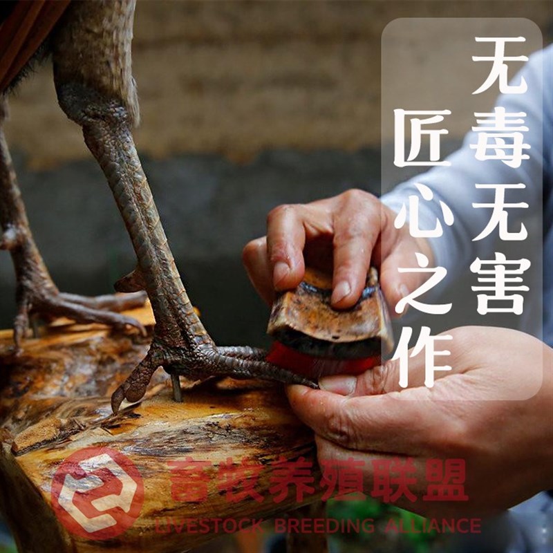 定制客厅动物蓝孔雀工艺品摆件开屏白孔雀标本模具孔雀羽毛扇饰品