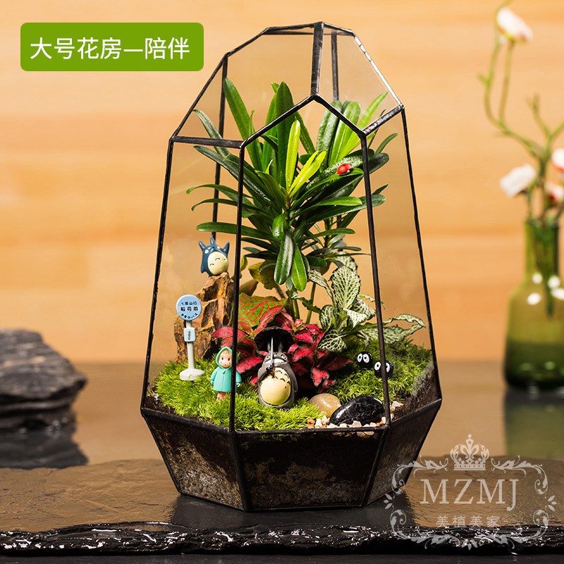 桌面礼苔藓微景观 小植物成品生态瓶 diy制作苔藓瓶花房绿植