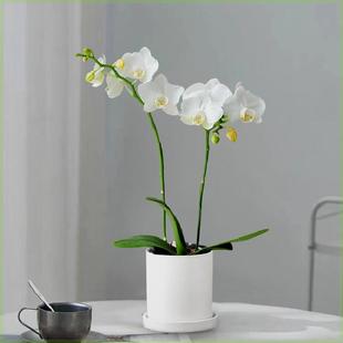 植物 年宵花白色蝴蝶兰盆栽室内办公室兰花带花苞花卉耐寒好养四季