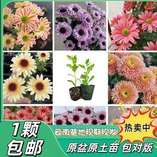 切花菊花苗雏菊花苗淡绿天赞鲁一尼室内盆栽多年生宿根植物好养活