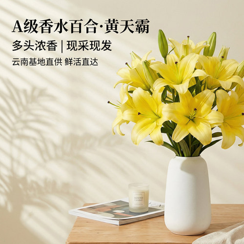 黄天霸香水百合百鲜切花百合鲜花