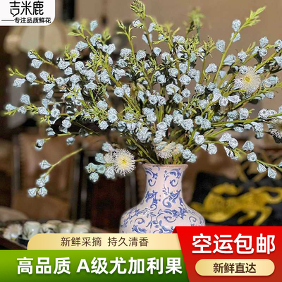 钻石尤加利果大果鲜花空运包邮