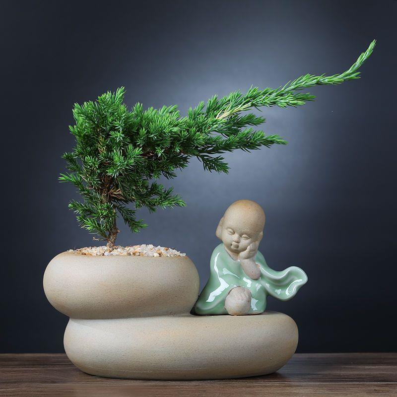 黄杨盆栽植物室内好养易活文竹盆景绿植客厅花卉四季常青净化空气