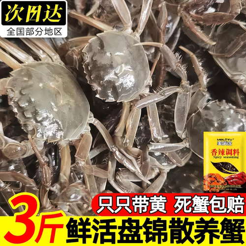 盘锦鲜活母河蟹现捕现发大个