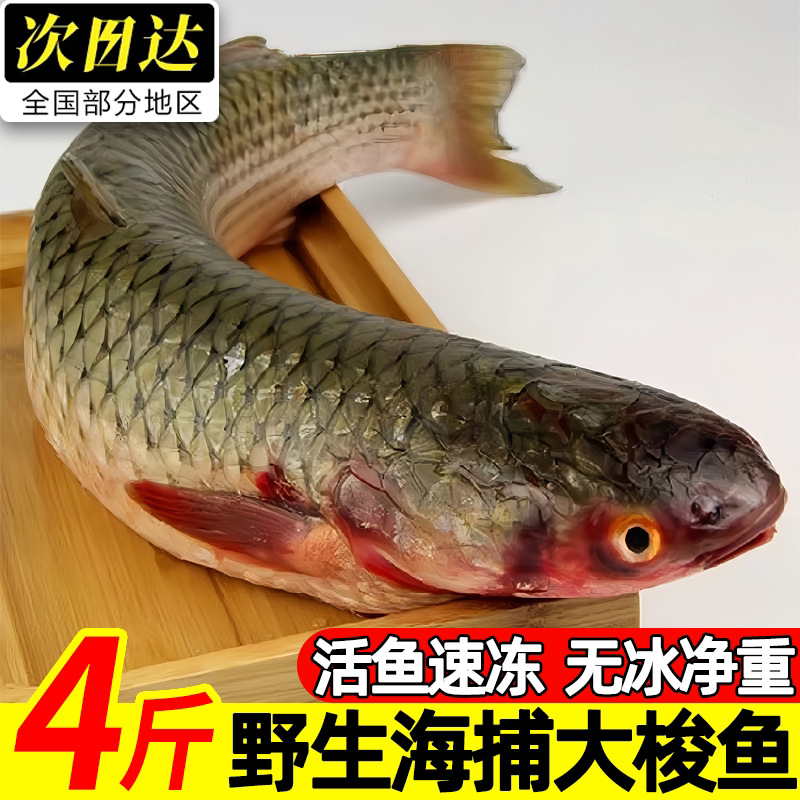 青岛海捕新鲜冷冻梭子鱼整箱