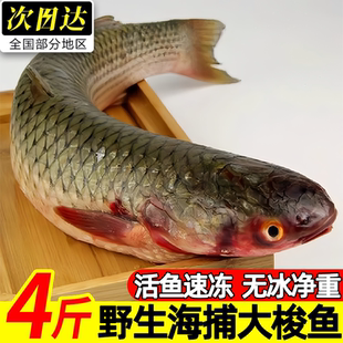 梭鱼新鲜冷冻支鱼海洋海捕鱼海鲜水产鱼梭子鱼大海鱼海鲜整箱批发