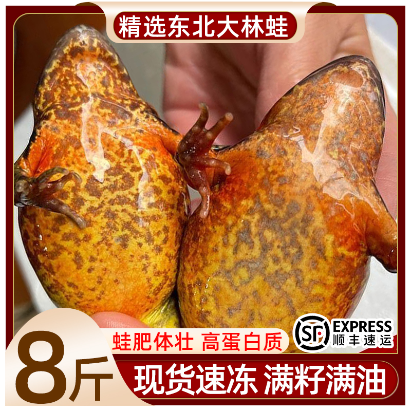 东北林蛙鲜活速冻林蛙满籽母蛤蟆鲜活母豹子东北冰鲜雪蛤整箱批发