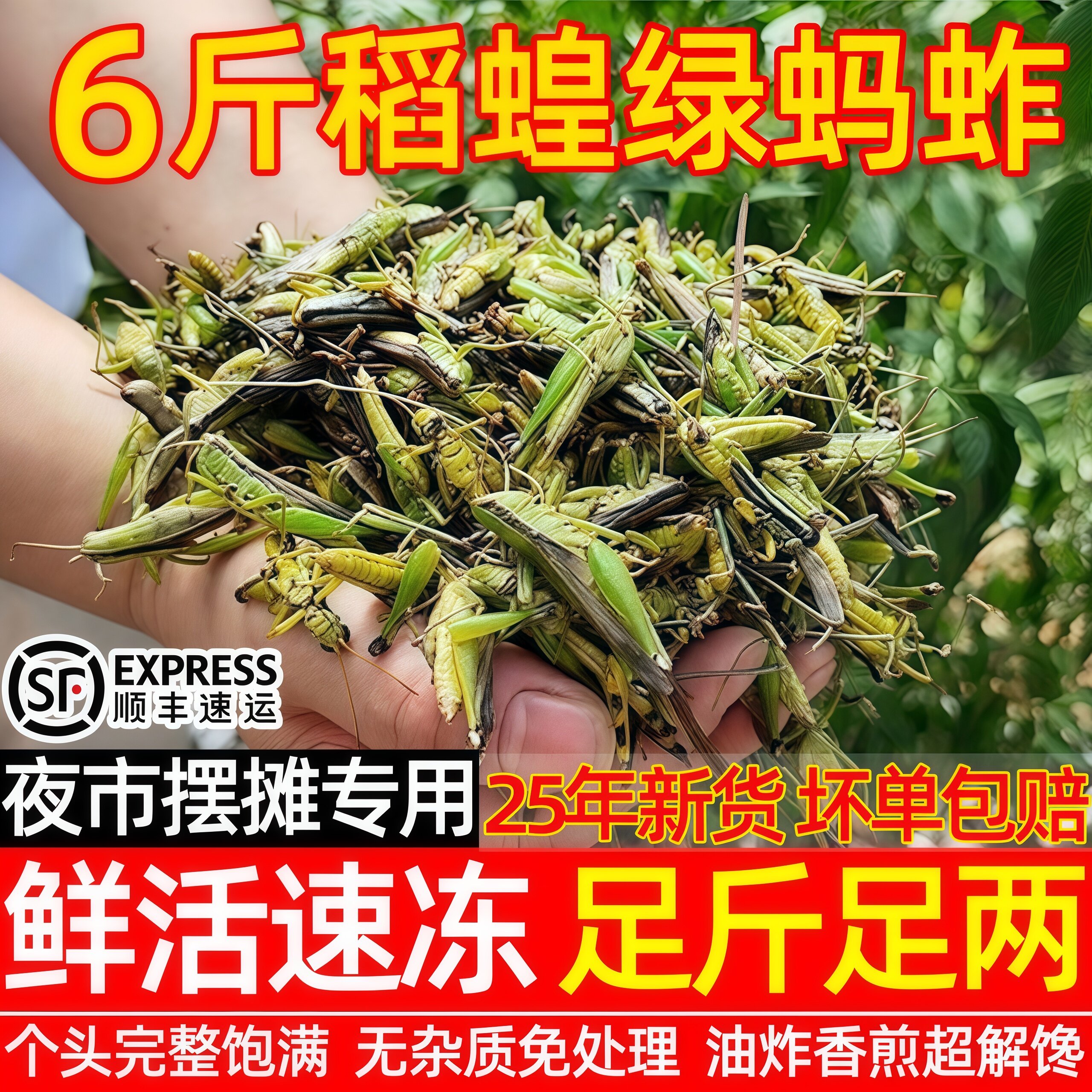 稻谷蚂蚱鲜活速冻稻蝗稻田新鲜绿色冰冻蚱蜢稻蝗虫食用昆虫商用