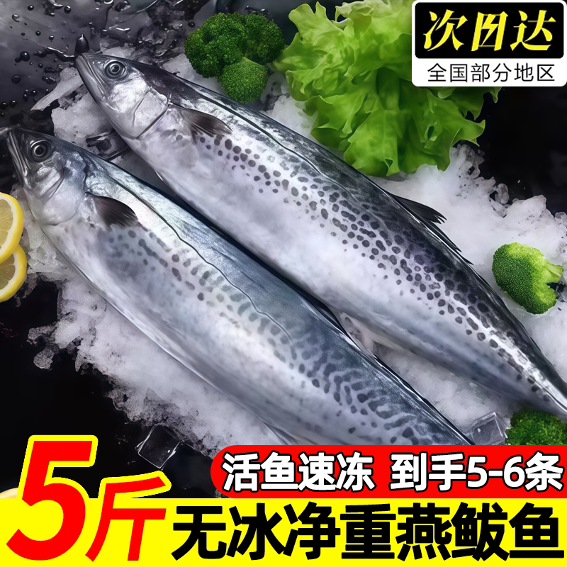 青岛新鲜冷冻整条鲅鱼顺丰批发