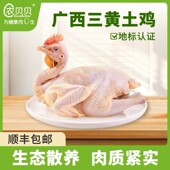 农贝贝土鸡农家散养正宗走地三黄鸡广西老品种新鲜现杀整只发顺丰