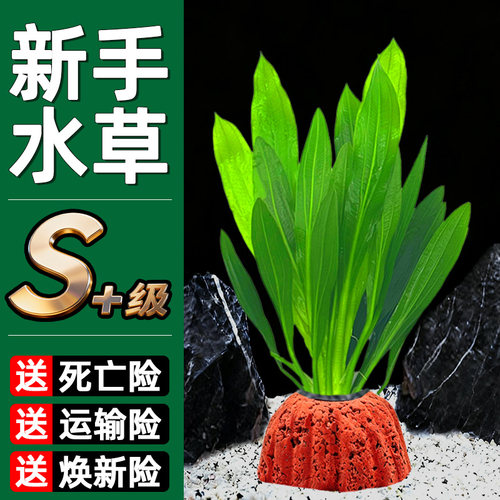 火山石大九冠水草植物鱼缸真草造景摆件养鱼增氧阴性水培净化绿植