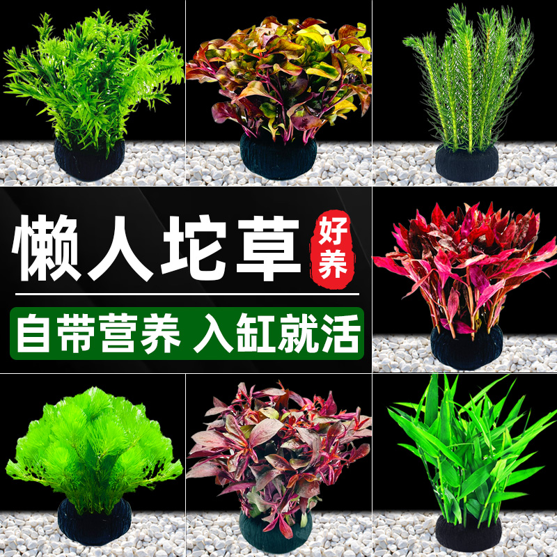 鱼缸水草植物大坨草增氧阴性增氧淡水新手懒人水榕造景水培坨草