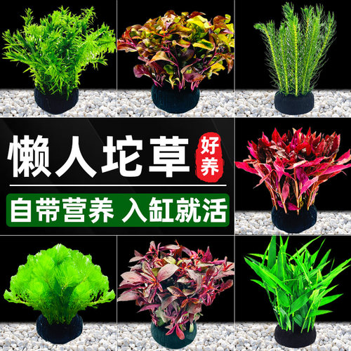 鱼缸水草植物大坨草增氧阴性增氧淡水新手懒人水榕造景水培坨草