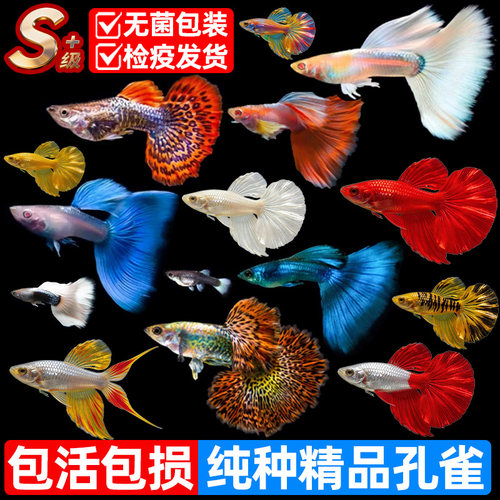 孔雀鱼活鱼观赏鱼缸小鱼苗