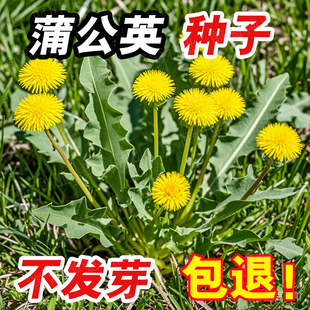 蒲公英种子可食用婆婆丁野菜植药用种籽四季阳台盆栽庭院蔬菜种孑