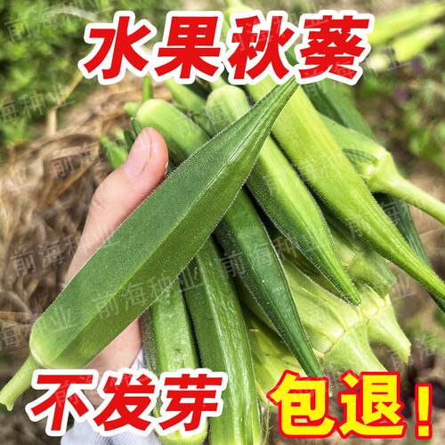 水果秋葵种子四季高产黄秋葵种籽阳台盆栽农家蔬菜种孑水果秋葵籽