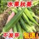 水果秋葵种子四季 高产黄秋葵种籽阳台盆栽农家蔬菜种孑水果秋葵籽
