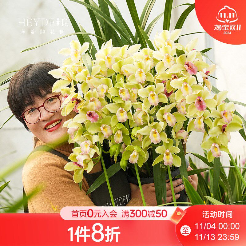 海蒂的花园年宵花兰花大花蕙兰盆栽带花苞花卉植物室内花客厅阳台