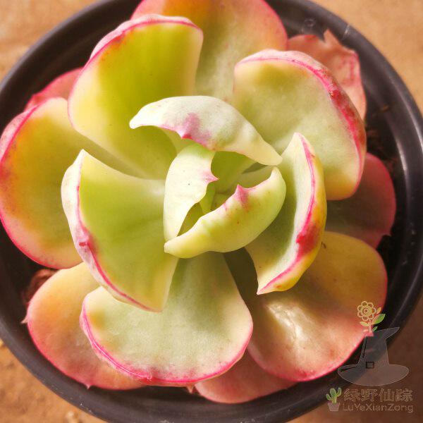 夕阳牡丹锦绿野仙踪多肉植物秋季多肉植物