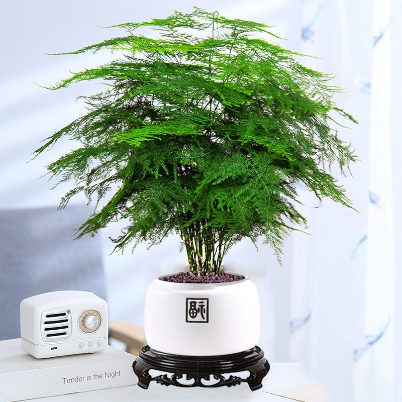 文竹盆栽室内办公室盆景桌面水培植物四季常青好养活花卉高端大苗
