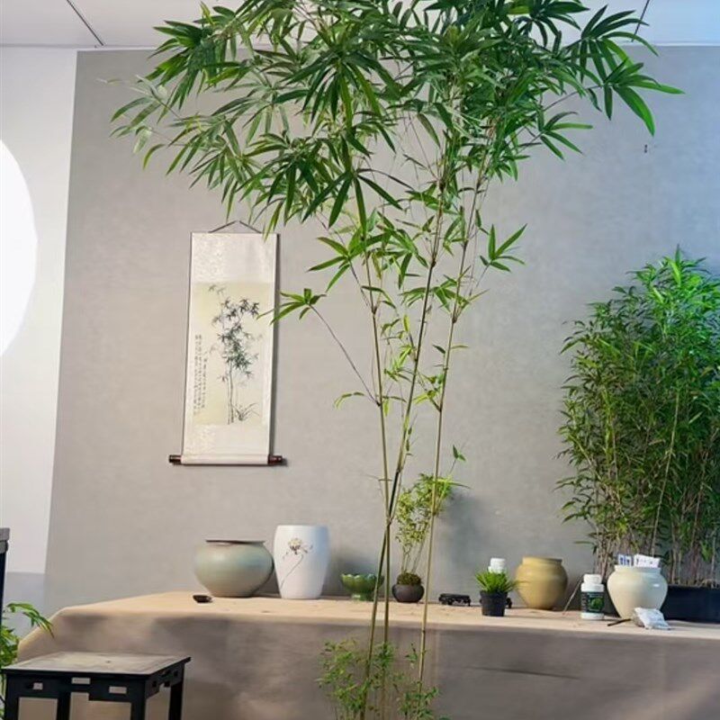 富贵竹绿观音玉竹竹子盆栽茶桌前台接待室客厅背景墙大型竹子竹苗