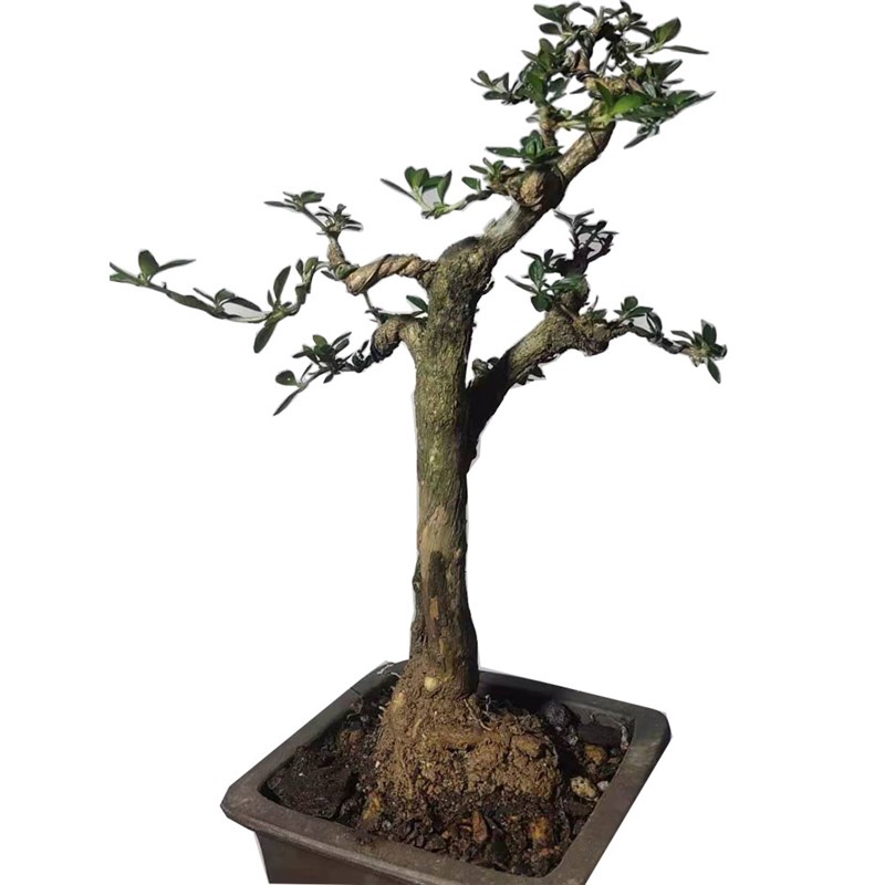 万胜盆景六月雪盆景绿植常绿老桩掌中宝紫花重瓣微型提根小桩