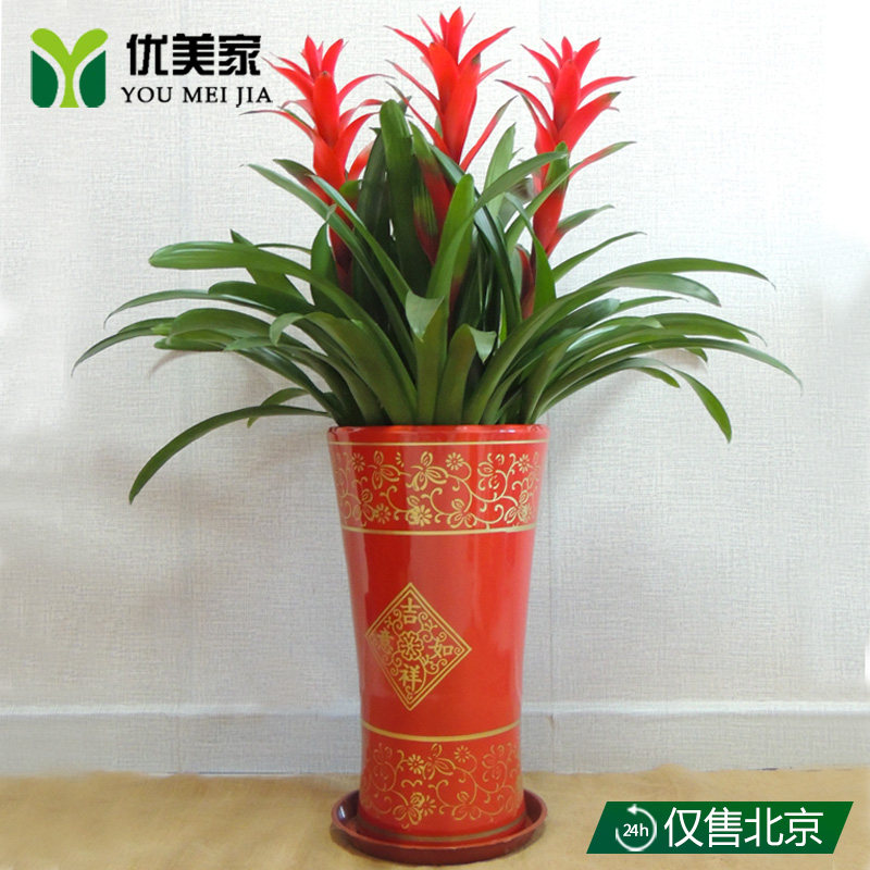 鸿运当头盆栽凤梨花室内四季花卉办公室绿化送礼开花植物大型绿植