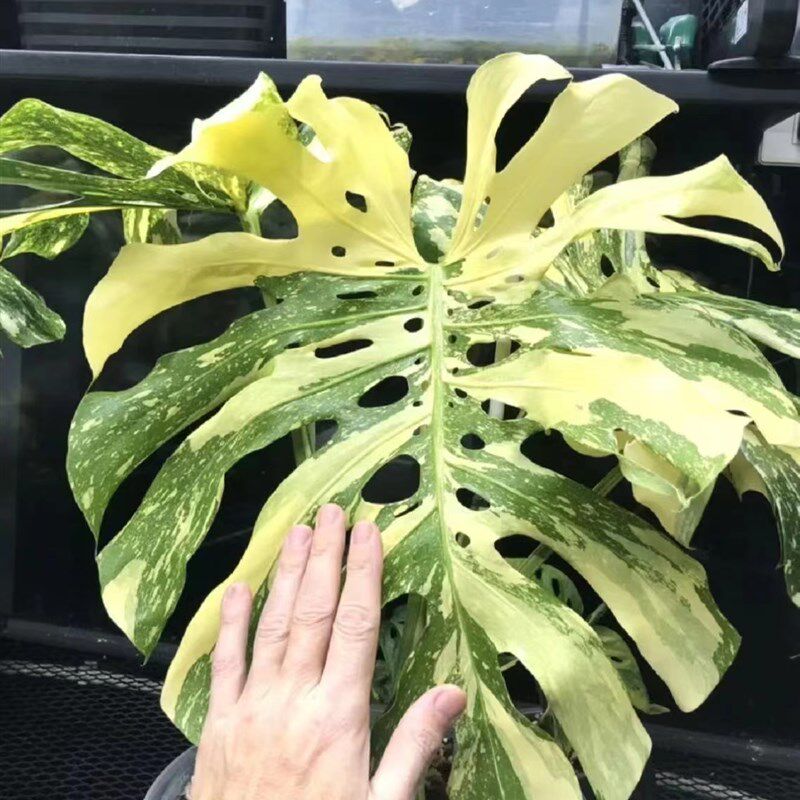 龟背竹锦白锦洒金龟背竹 室内观叶植物热带植物绿植盆栽 钰涵花园