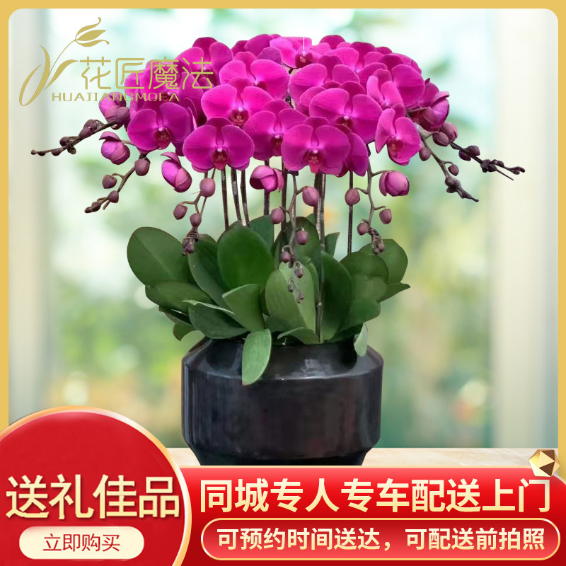 蝴蝶兰盆栽带花盆景年宵花鲜花速递同城广州上海武汉深圳天津北京