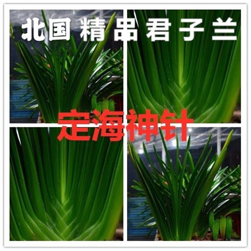 长春四季精品名贵君子兰立板植物大小苗室内绿植盆栽花卉好养办公
