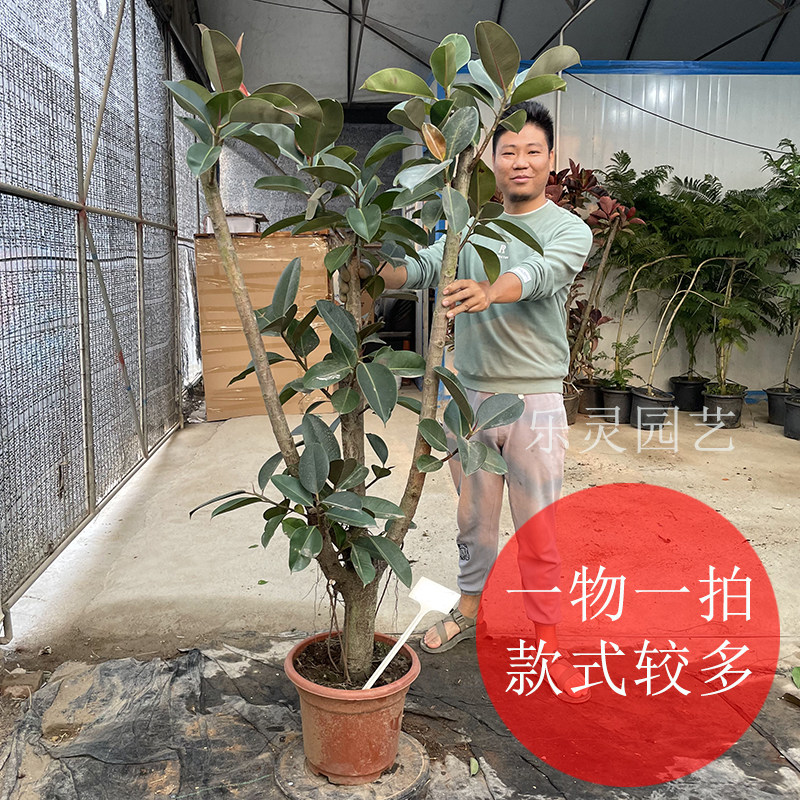 黑金刚橡皮树大盆栽客厅造型大叶绿植飘枝网红室内办公室一物一拍