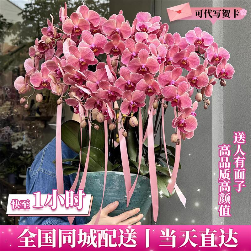 蝴蝶兰盆栽带真鲜花速递同城上海北京年宵花开业乔迁花卉广州成都