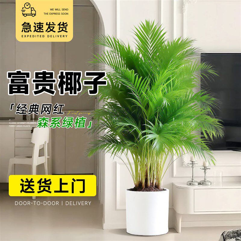 富贵椰子大型绿植大号散尾葵威夷竹子盆栽室内客厅办公室植物好养