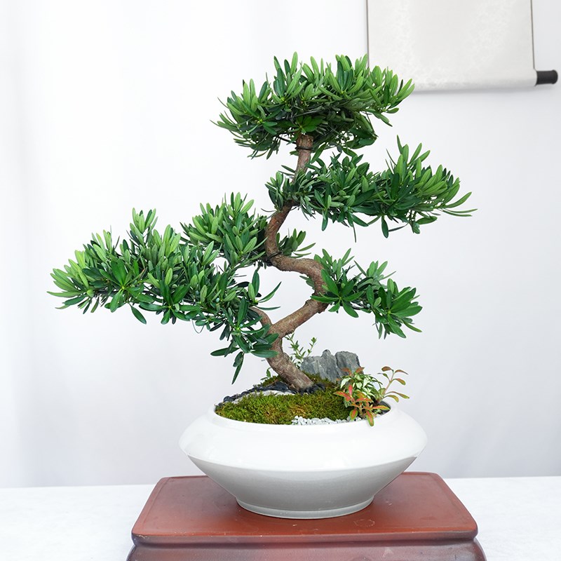 罗汉松盆景老桩迎客松客厅办公室招财纳福绿植四季常青植物