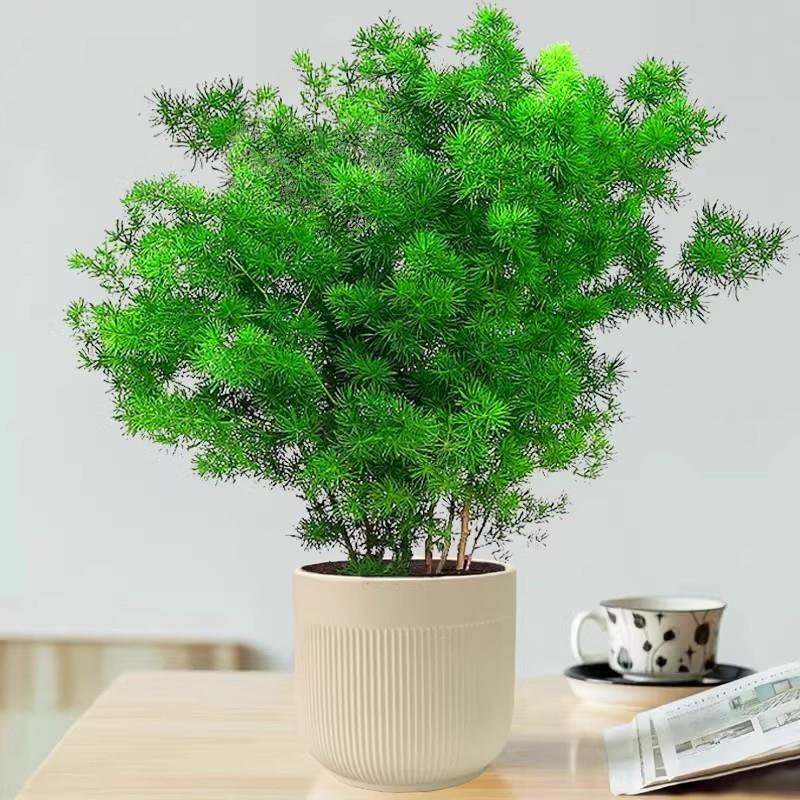 蓬莱松盆栽室内绿植办公室桌面四季常青文竹好养小盆景迎客松植物