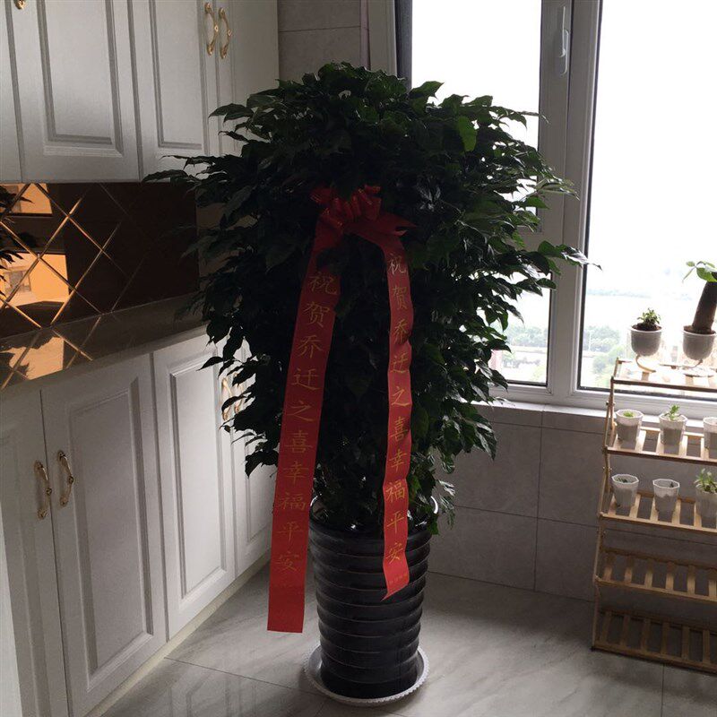 雅园花卉绿植【幸福树】大型室内盆栽植物济南免费送货