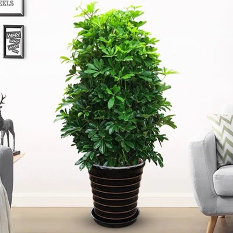 鸭掌木鸭脚木办公室盆栽大型绿植发财树客厅花卉吸甲醛净化空气