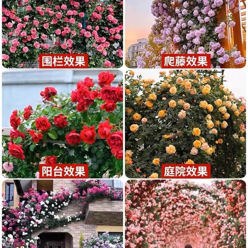 藤本蔷薇特大苗爬藤月季浓香大花欧月玫瑰苗庭院多季开花母本老桩