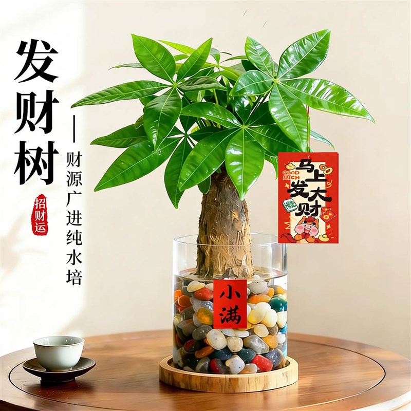发财树小盆栽水培植物室内旺宅办公室桌面绿植懒人招财植物小摆件