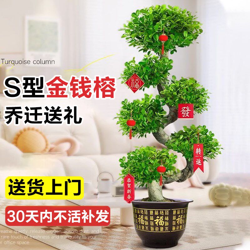 金钱榕S造型榕树老桩盆景客厅招财绿植室内大型盆栽摇钱树好养活