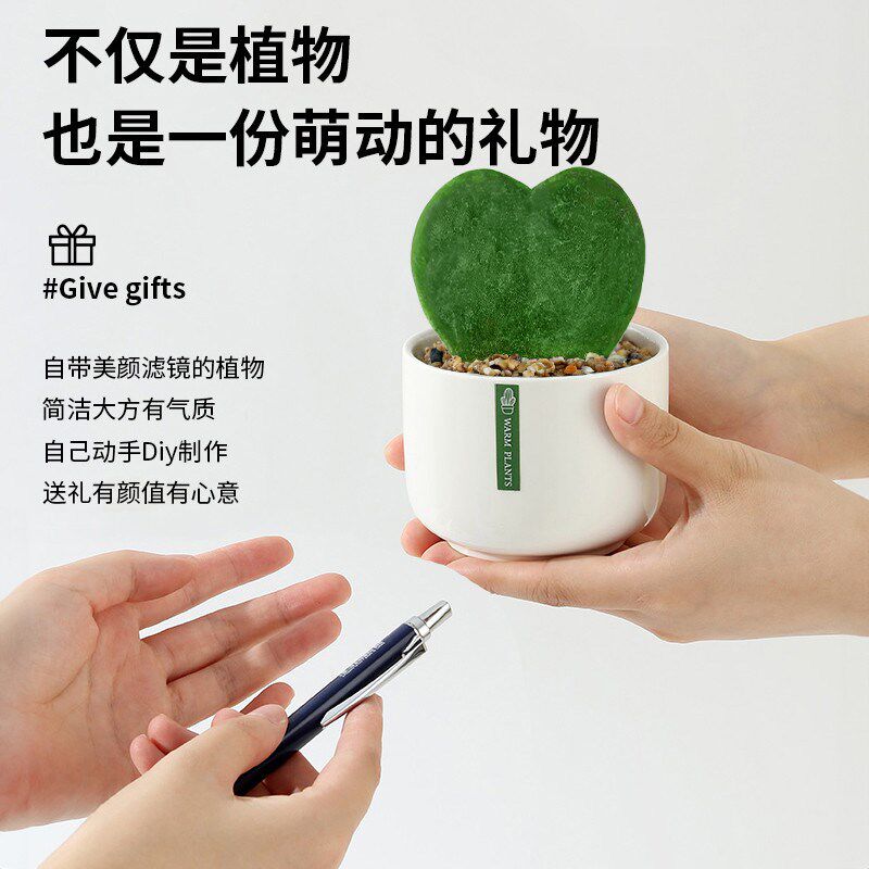 多肉植物组合室内小盆栽办公室桌面高端绿植花卉带陶瓷花盆好养活