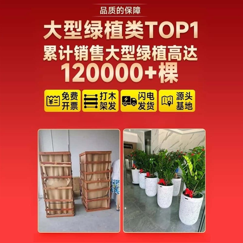 金钱树盆栽客厅大花盆旺宅树办公室内大型好养绿植物乔迁摇钱串子
