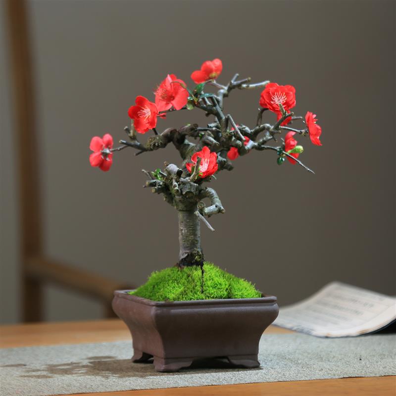 造型海棠花盆栽开花好养易活阳台庭院花卉一物一拍老桩植物盆景桩